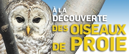 Parc des falaises - jour de la terre Oiseaux de proie